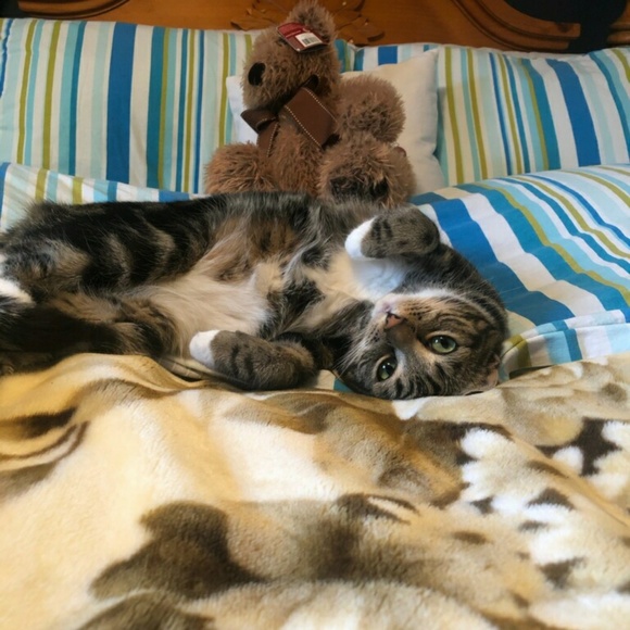 beansiebaby